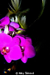 orchid creation by Niky Šímová 